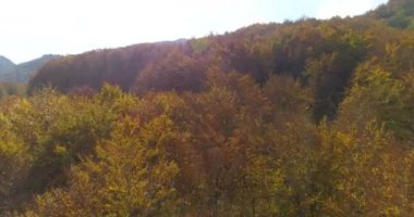 Sonbahar ağaçların üzerinden uçuş