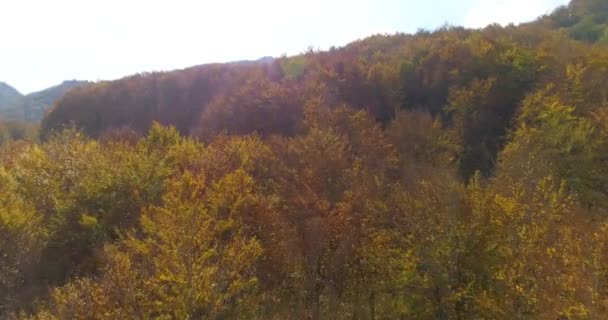 vol au-dessus des arbres d'automne 