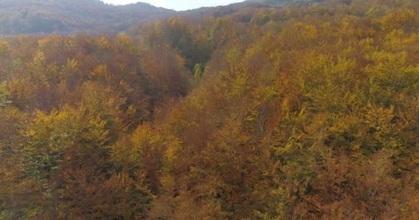 Vlucht over herfst bomen — Stockvideo