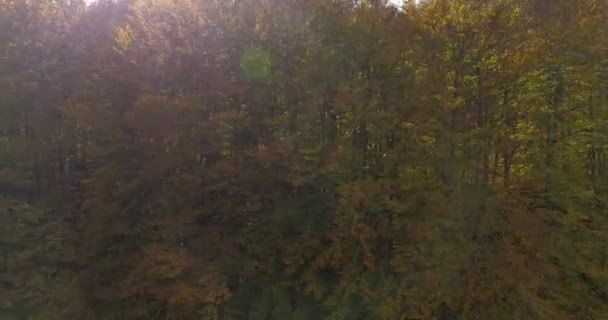Lot nad autumn drzewa — Wideo stockowe
