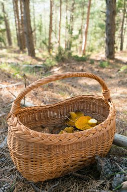 Hasır sepet dolu doğa arka plan üzerinde orman mantar