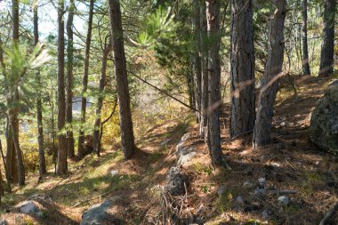 ormandaki bir yolda yürürken