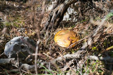Doğa arka plan üzerinde bir mantar xerocomus
