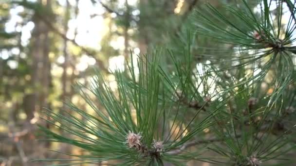 Perspective personnelle de marcher sur un sentier dans la forêt — Video