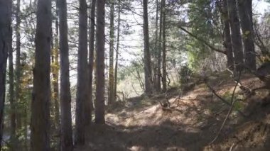 ormandaki bir yolda yürüyen kişisel bakış açısı