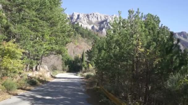 Perspectiva personal de caminar por un sendero en el bosque — Vídeo de stock