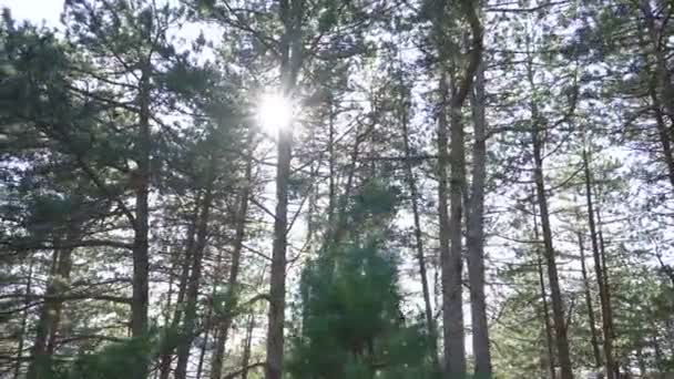 Perspectiva pessoal de caminhar em um caminho na floresta — Vídeo de Stock