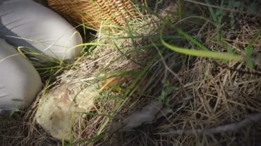 mantar, mantar toplama ormanda kadın