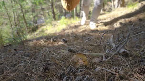 Mushrooming, mujer recogiendo setas en el bosque — Vídeos de Stock