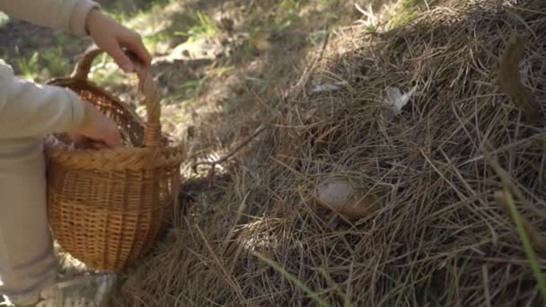 Грибы, женщина собирает грибы в лесу — стоковое видео