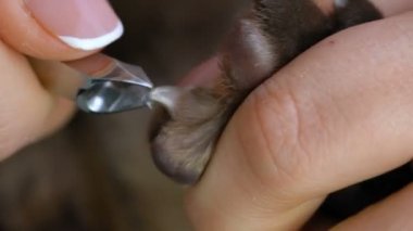 süs pençeleri Birman kedisi