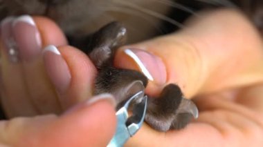süs pençeleri Birman kedisi