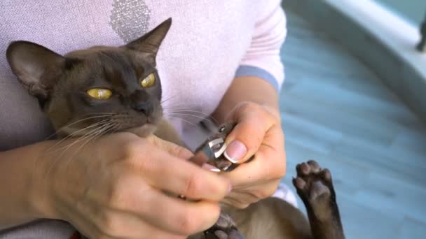 Aparar Garras Gato Birmanês Casa — Vídeo de Stock