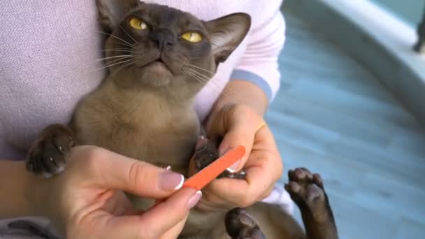 Trimming Claws Burmese Cat Home — Stock Video