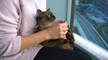 süs pençeleri Birman kedisi