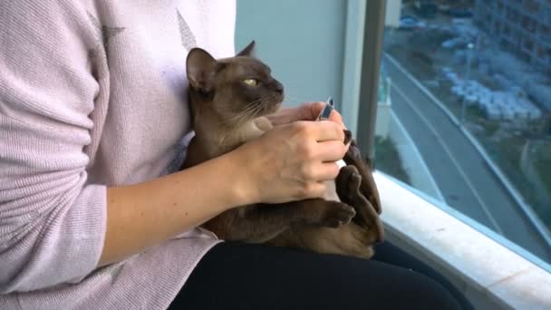Стрижка когтей бирманской кошки — стоковое видео