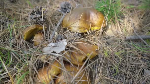 Cogumelos no fundo da natureza — Vídeo de Stock