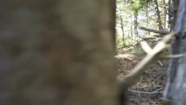 Explosieve groei, vrouw plukken van paddestoelen in het bos — Stockvideo