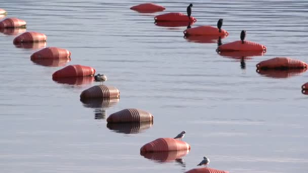 Mossel boerderij in baai, rauwe schaal-en schelpdieren in Kotor — Stockvideo