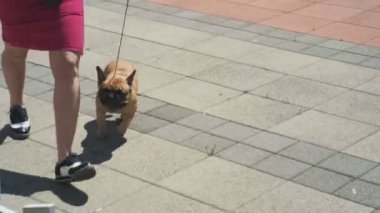 Bar, Karadağ - 22 Nisan 2017: Köpek gösterisi, Adriyatik Kupası