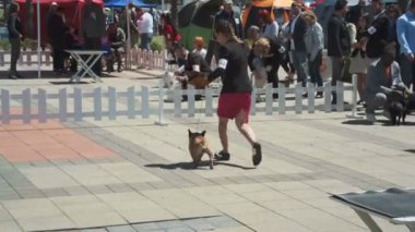 Bar, Karadağ - 22 Nisan 2017: Köpek gösterisi, Adriyatik Kupası