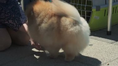 Sahibi Pomeranian Spitz araması yapıyor