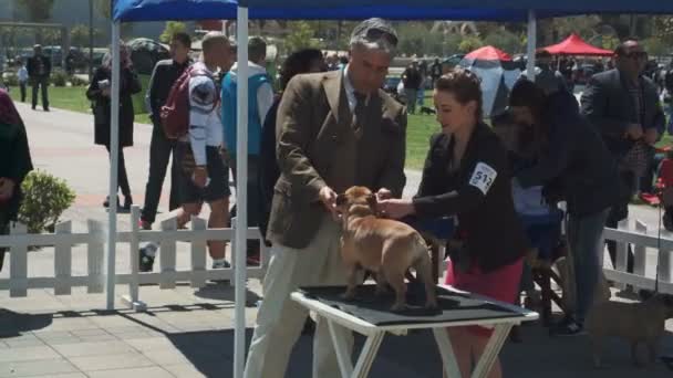 Bar, Montenegro - April 22, 2017: Dog show, the Adriatic Cup — Stock Video