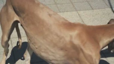 Bar, Karadağ - 22 Nisan 2017: Köpek gösterisi, Adriyatik Kupası