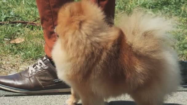 Un pequeño spitz rojo hermoso de Pomeranian en el fondo de la hierba — Vídeo de stock