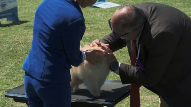 Бар, Черногория - 22 апреля 2017: Собачья выставка, Кубок Адриатики — стоковое видео