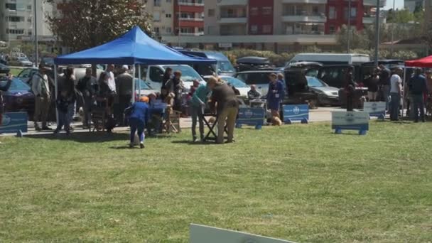 Bar, Montenegro - April 22, 2017: Dog show, the Adriatic Cup — Stock Video