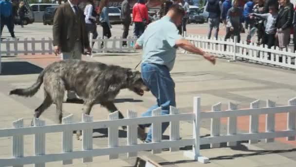 Bar, montenegro - 22. april 2017: dog show, der adriatische cup — Stockvideo