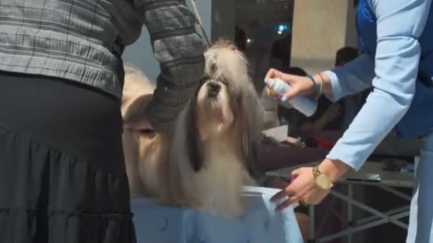Бар, Черногория - 22 апреля 2017: Собачья выставка, Кубок Адриатики — стоковое видео