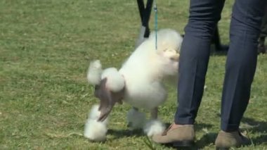 Oyuncak fino köpeği Çim Zemin standı