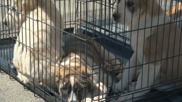 Центральноазіатський собака - пастух — стокове відео