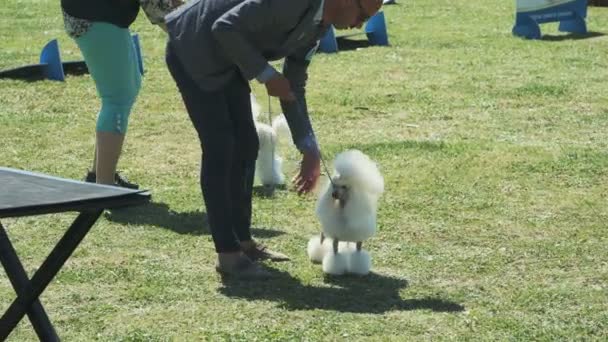 Bar, Montenegro - 22 de abril de 2017: Dog show, a Copa Adriática — Vídeo de Stock