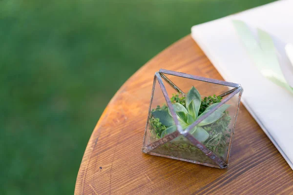 Een kleine florarium met sappig als een juwelendoos voor trouwringen ligt op tafel — Stockfoto