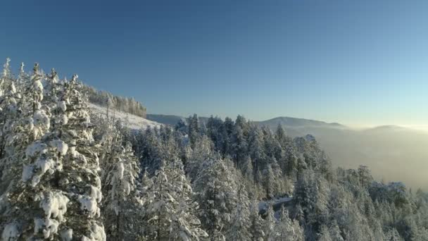 Vista aérea del bosque de abetos cubierto de nieve — Vídeos de Stock