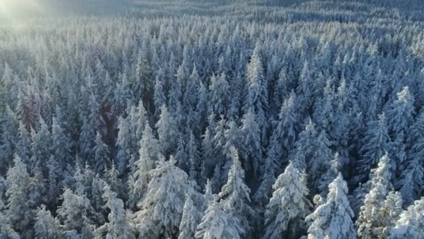 Flygfoto över de snötäckta granskogen — Stockvideo