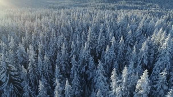 Luchtfoto van het besneeuwde spar bos — Stockvideo