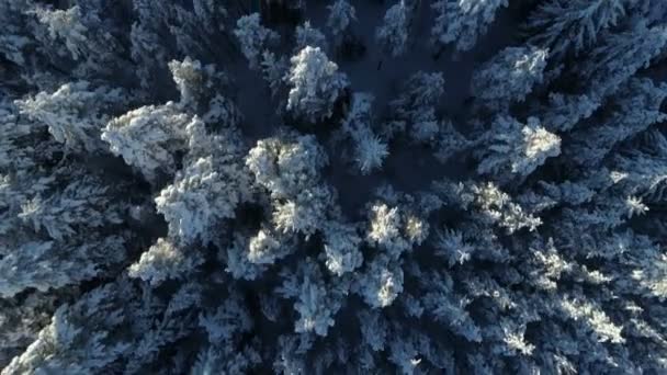 Flygfoto över de snötäckta granskogen — Stockvideo