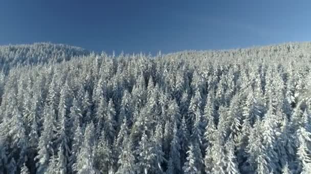 Vista aerea della foresta di abeti rossi innevati — Video Stock