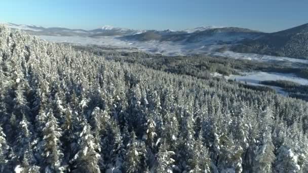 Vista aérea del bosque de abetos cubierto de nieve — Vídeos de Stock