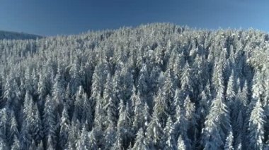 karla kaplı çam ormanının havadan görünümü