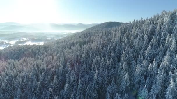 Flygfoto över de snötäckta granskogen — Stockvideo