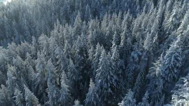 Vista aerea della foresta di abeti rossi innevati — Video Stock