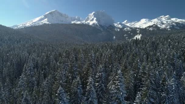 Lot nad pokrytym śniegiem lasem świerkowym z górami w tle — Wideo stockowe