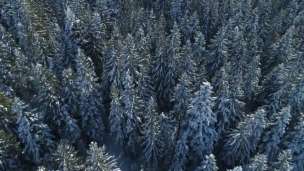 Vista aérea da floresta de abetos coberta de neve — Vídeo de Stock
