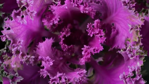 Growth Decorative Purple Cabbage Rotation Time Lapse — Stock Video
