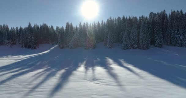 Vedere aeriană a pădurii de molid acoperite cu zăpadă — Videoclip de stoc